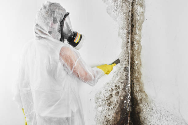 Best Attic Mold Removal  in Deshler, OH