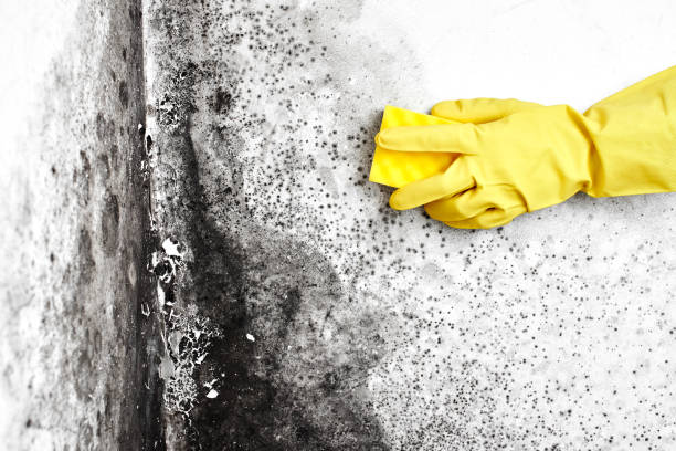 Best Mold Remediation  in Deshler, OH