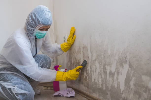 Best Mold Cleaning Services  in Deshler, OH