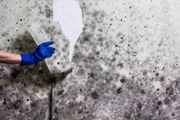Best Same-Day Mold Removal  in Deshler, OH