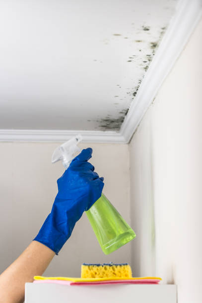 Mold Removal and Inspection in Deshler, OH